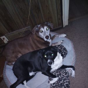 Meet your Posher, Charles